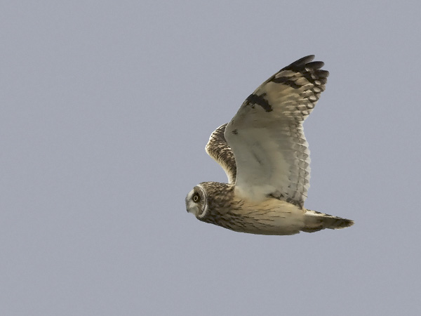 Suopöllö, Short-eared Owl, Asio flammeus